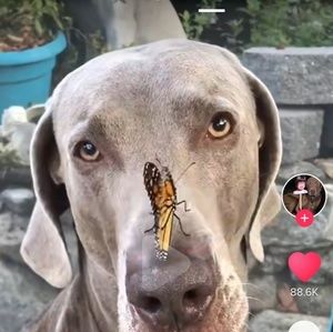 Meet your Posher, Alli